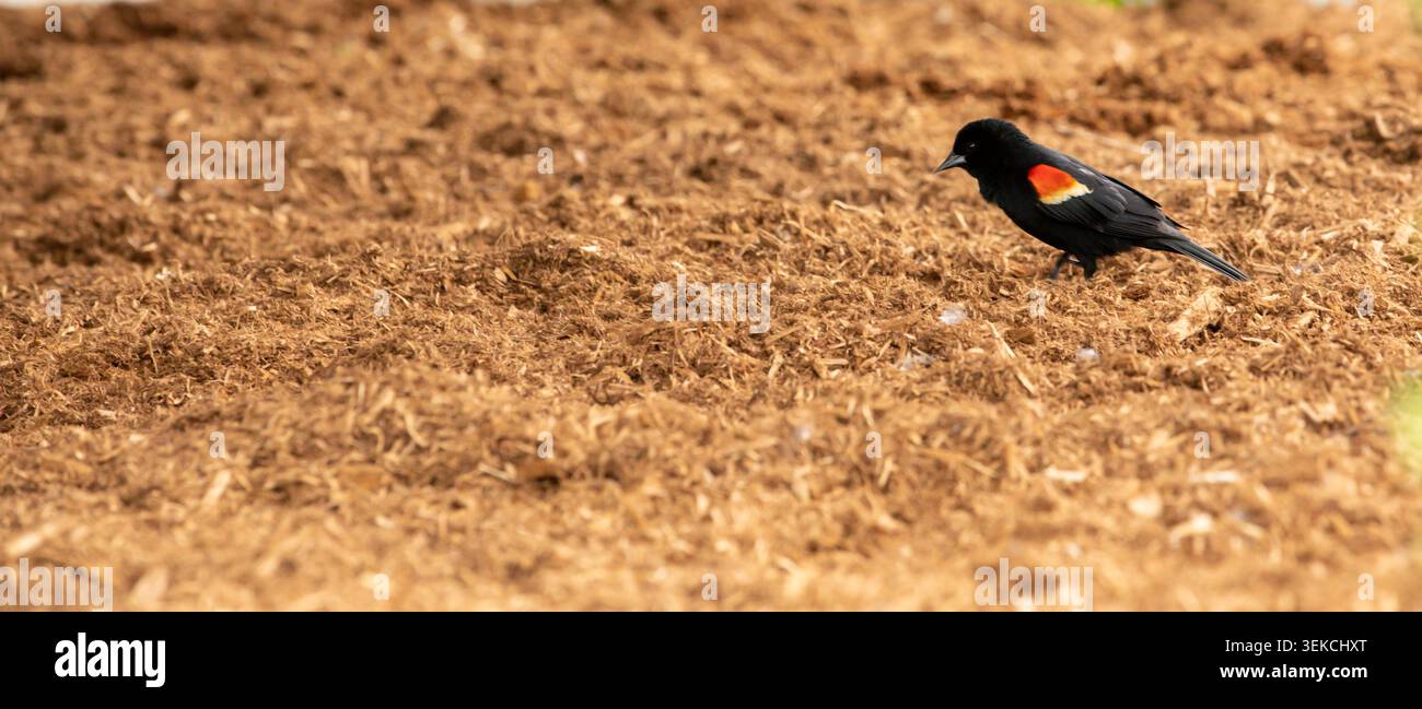 Rotflügelbarren, die auf einem mulchbedeckten Feld stehen und ihre charakteristische rote und gelbe Schulterpartie zeigen, Stockfoto