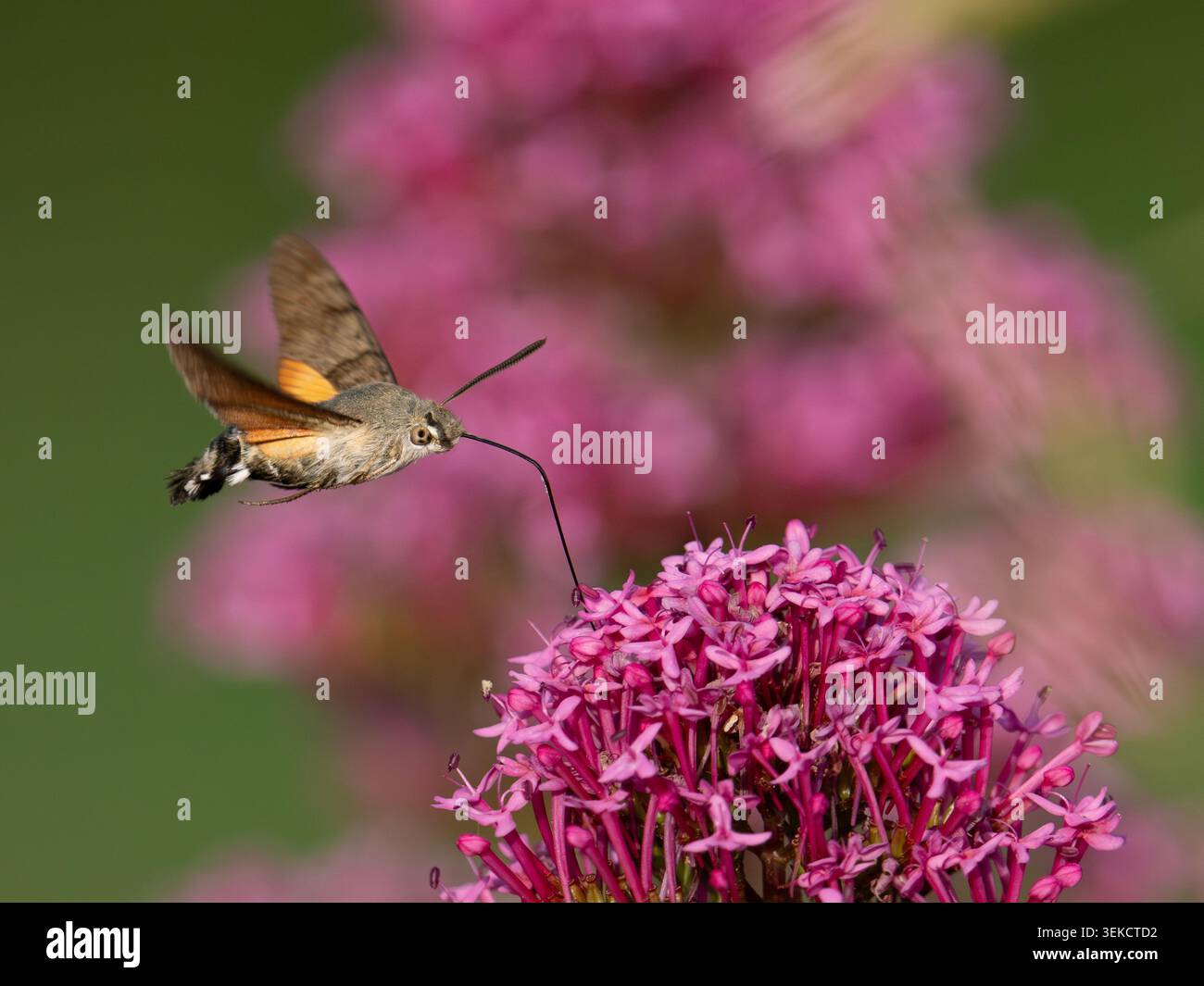 Kolibri-Falkenmotte [ Macroglossum stellatarum] ernährt sich von Wildblumennektar in Bristol Großbritannien Stockfoto