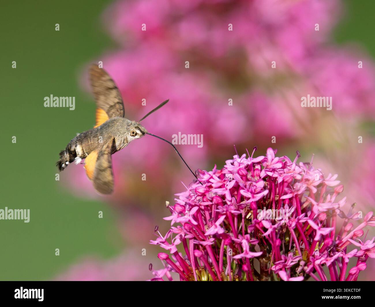 Kolibri-Falkenmotte [ Macroglossum stellatarum] ernährt sich von Wildblumennektar in Bristol Großbritannien Stockfoto