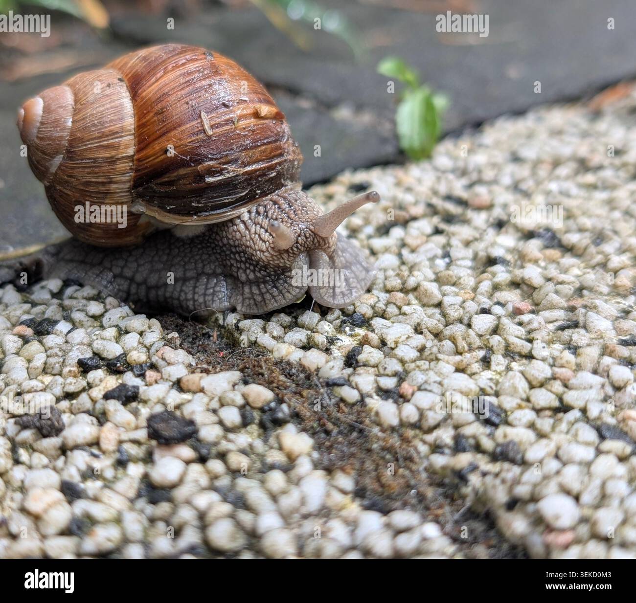 Makrofotografie einer römischen Schnecke (Helix pomatia), auch bekannt als Burgunderschnecke oder Ecargot, in ihrem natürlichen Lebensraum in Polen. Diese große Landschnecke zeichnet sich durch ihre ausgeprägte, dicke Spiralschale aus und ist sowohl für ihre ökologische Rolle als auch für ihre Bedeutung in der europäischen kulinarischen Tradition weithin bekannt. Stockfoto
