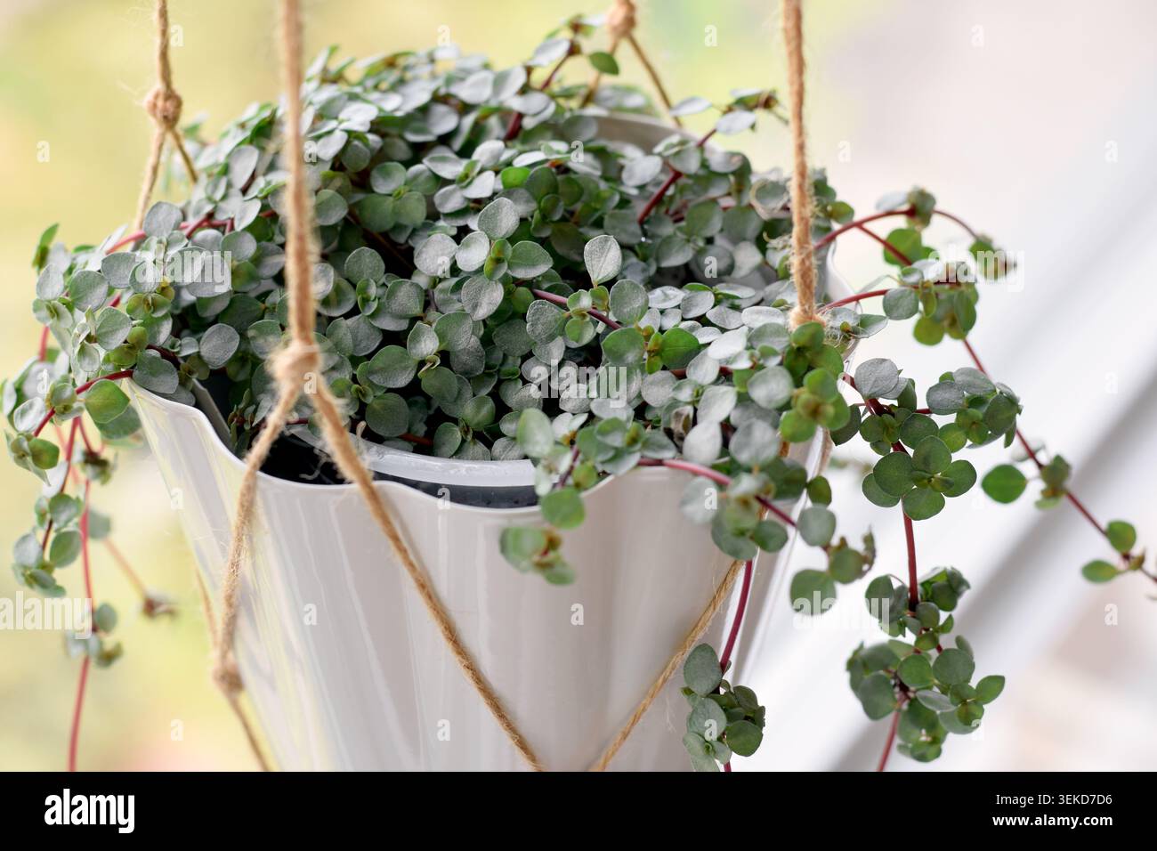 Nahaufnahme einer Pilea libanensis-Zimmerpflanze, die in einem weißen Pflanzgefäß wächst, der an Seilen in einem Fenster hängt und das Laub und die Gartenarbeit zeigt Stockfoto
