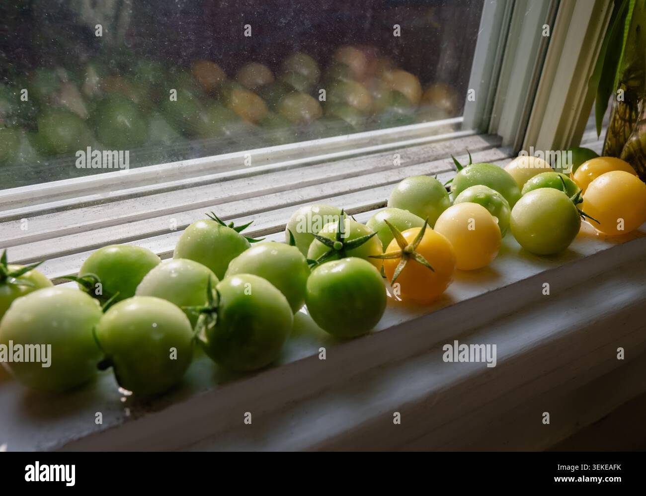 Blick auf ein paar gelbe und grüne Kirschtomaten an der Seite eines Fensters auf dem Rahmen Stockfoto