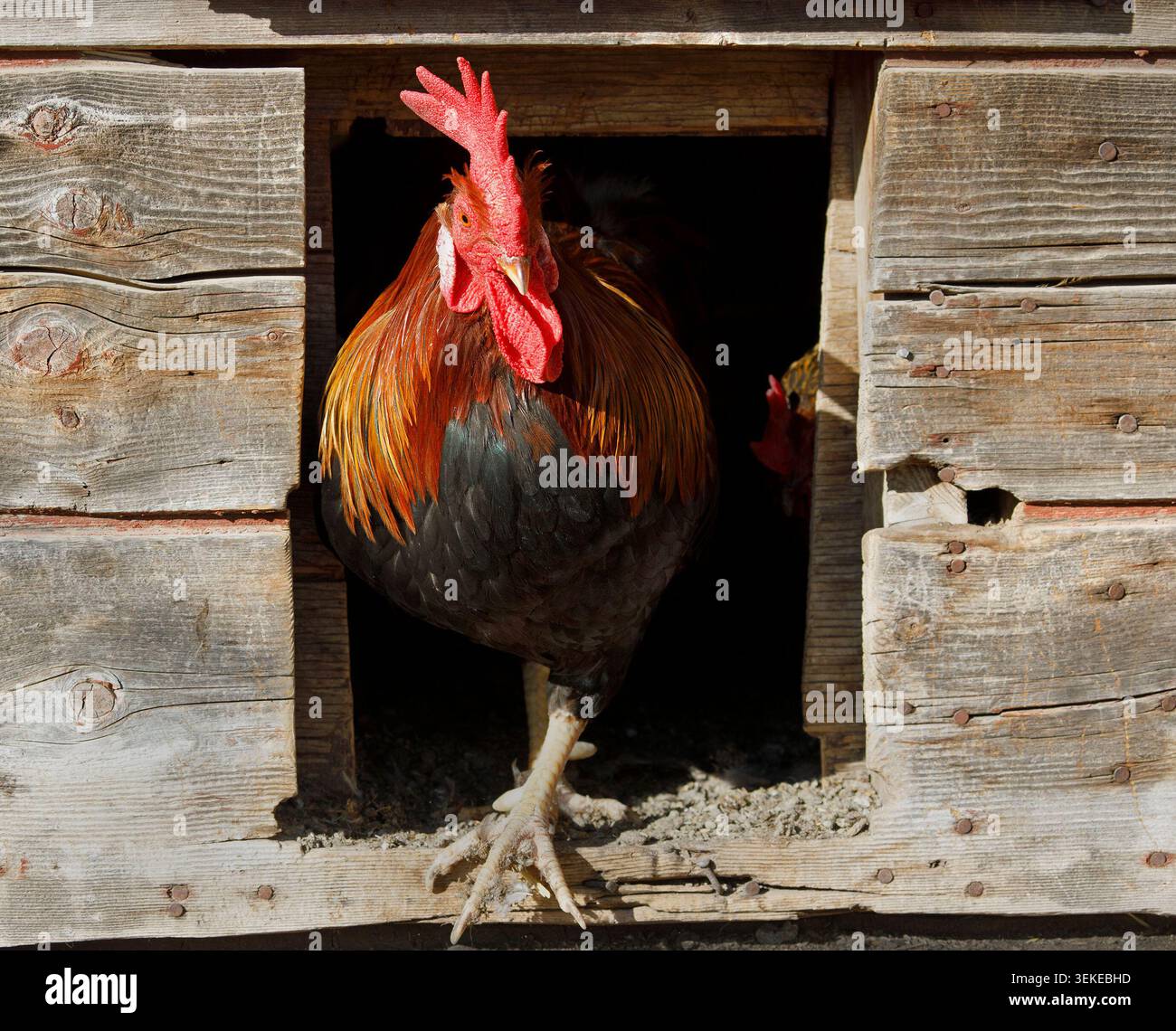 Der Leghorn Hahn läuft durch die Hühnertür in der Scheune in den Outdoor-Stall Stockfoto
