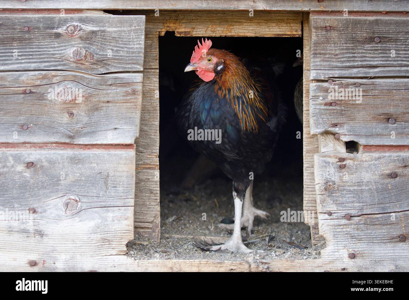 Leghorn Huhn geht durch die Hühnertür in der Scheune in den Outdoor-Stall Stockfoto