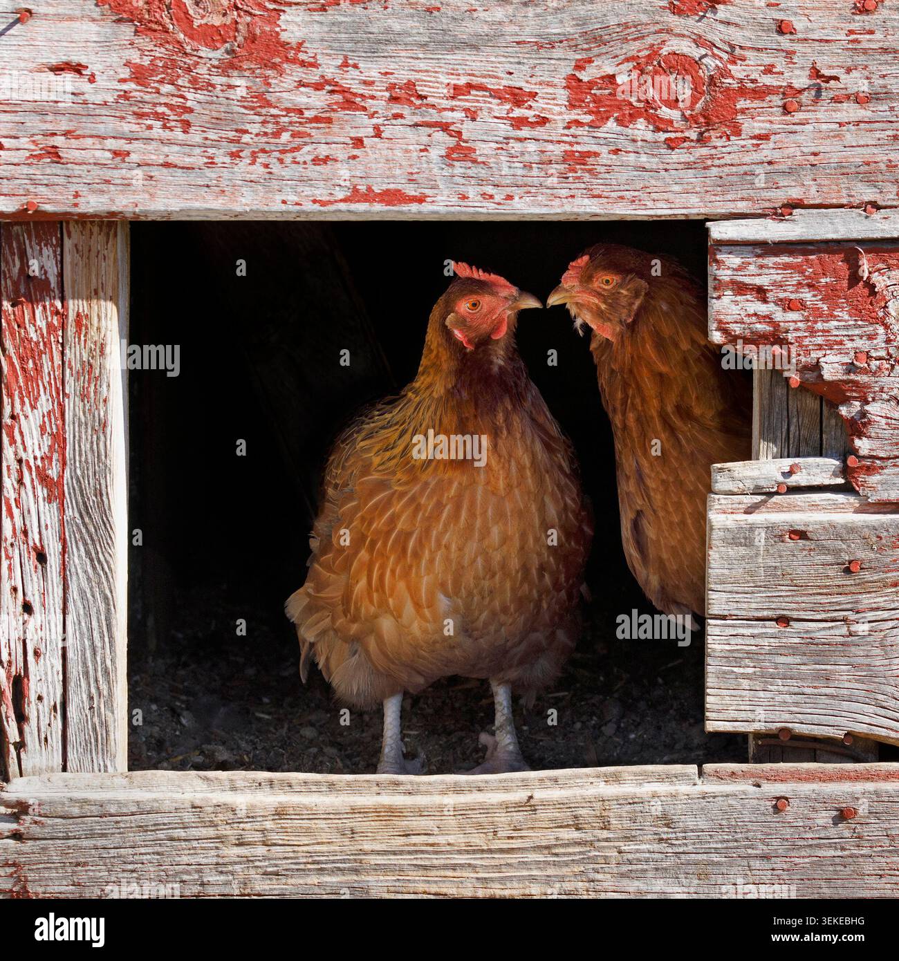 Zwei Tellerhennen am Eingang zu einer Hühnertür Stockfoto