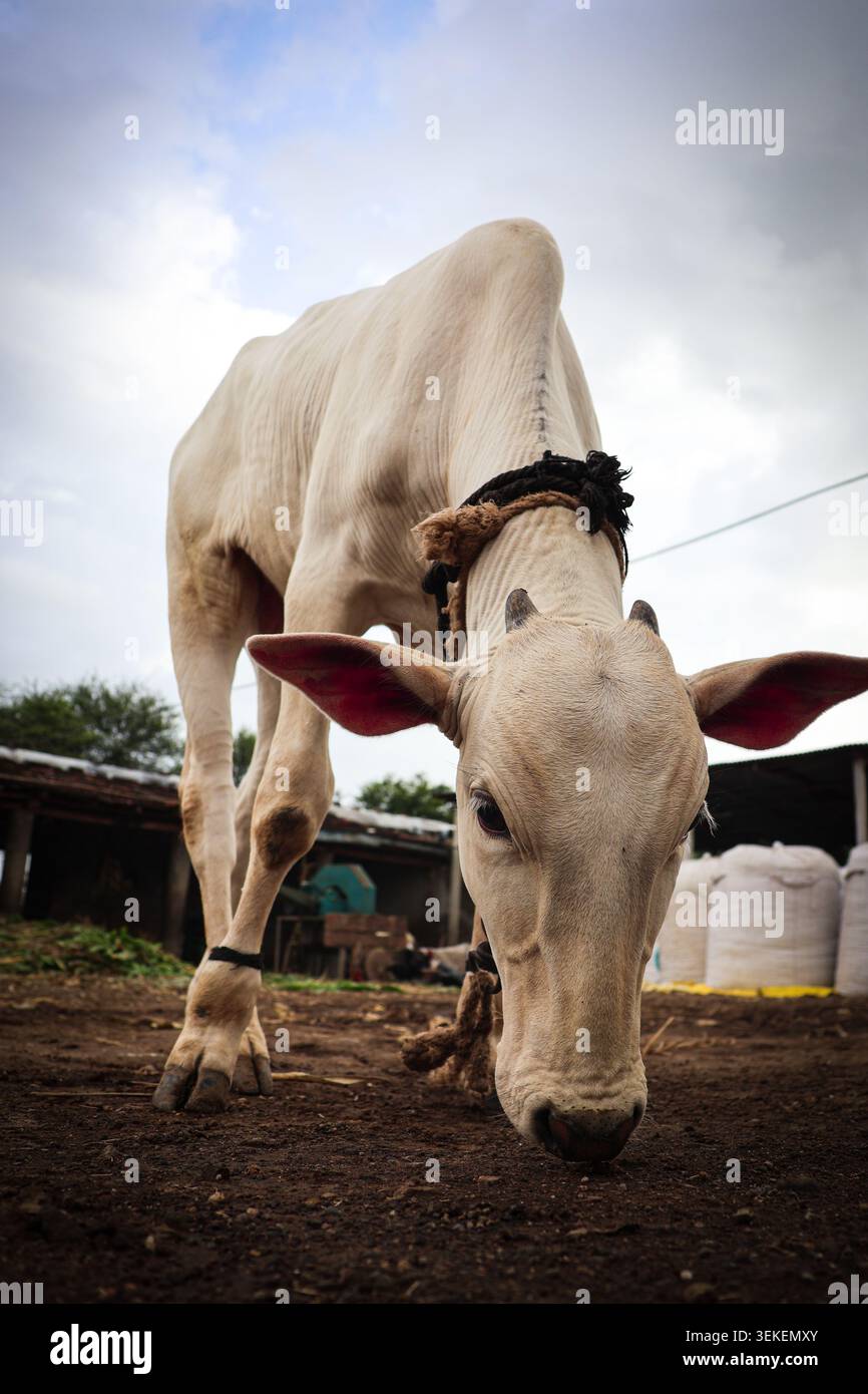 Intimes Porträt einer jungen Kuh in Weitwinkelperspektive. Diese einzigartige Perspektive versetzt den Betrachter mit einem jungen weißen Kalb in Kontakt. Stockfoto