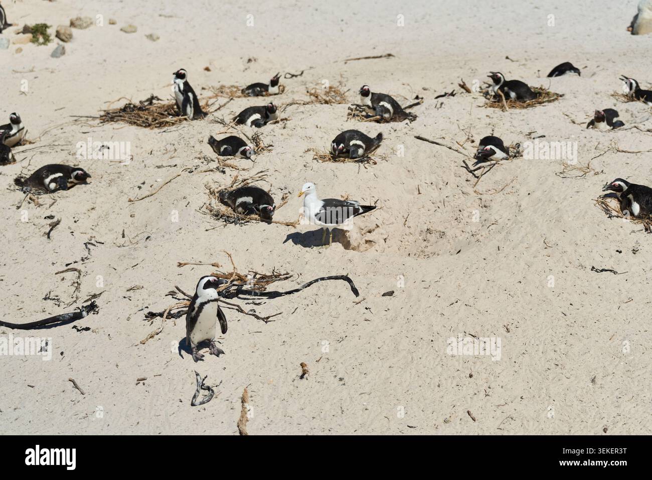 Pinguine Social Meeting. Afrikanische Pinguine, Die Nistaktivitäten Entlang Der Küste Zeigen Stockfoto