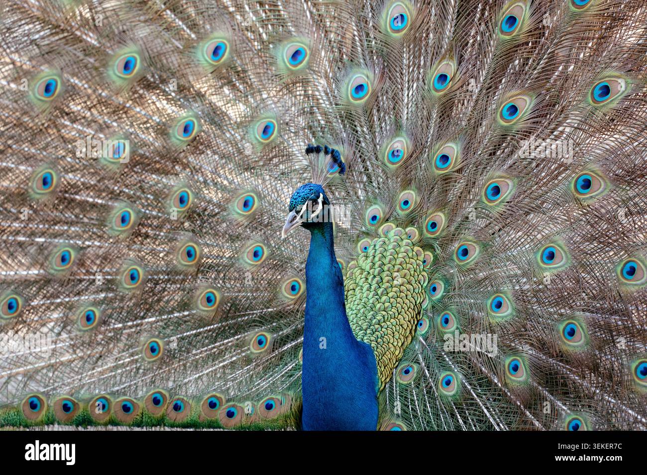 Peacock verbreitet stolz seine schillernden Schwanzfedern und zeigt wunderschöne Augenopfmuster Stockfoto