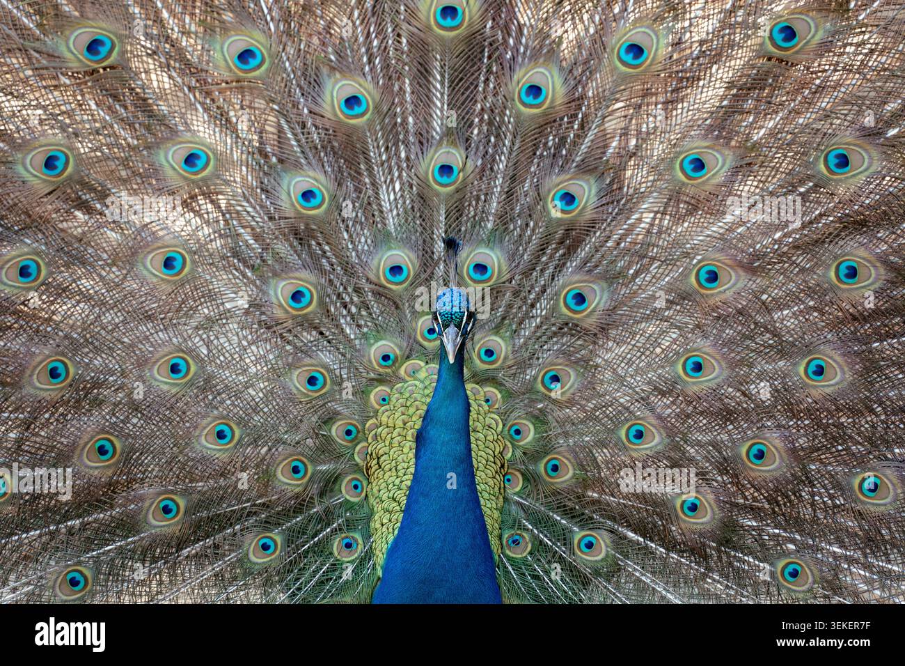 Peacock zeigt stolz seine schillernden Schwanzfedern im vollen Blick Stockfoto