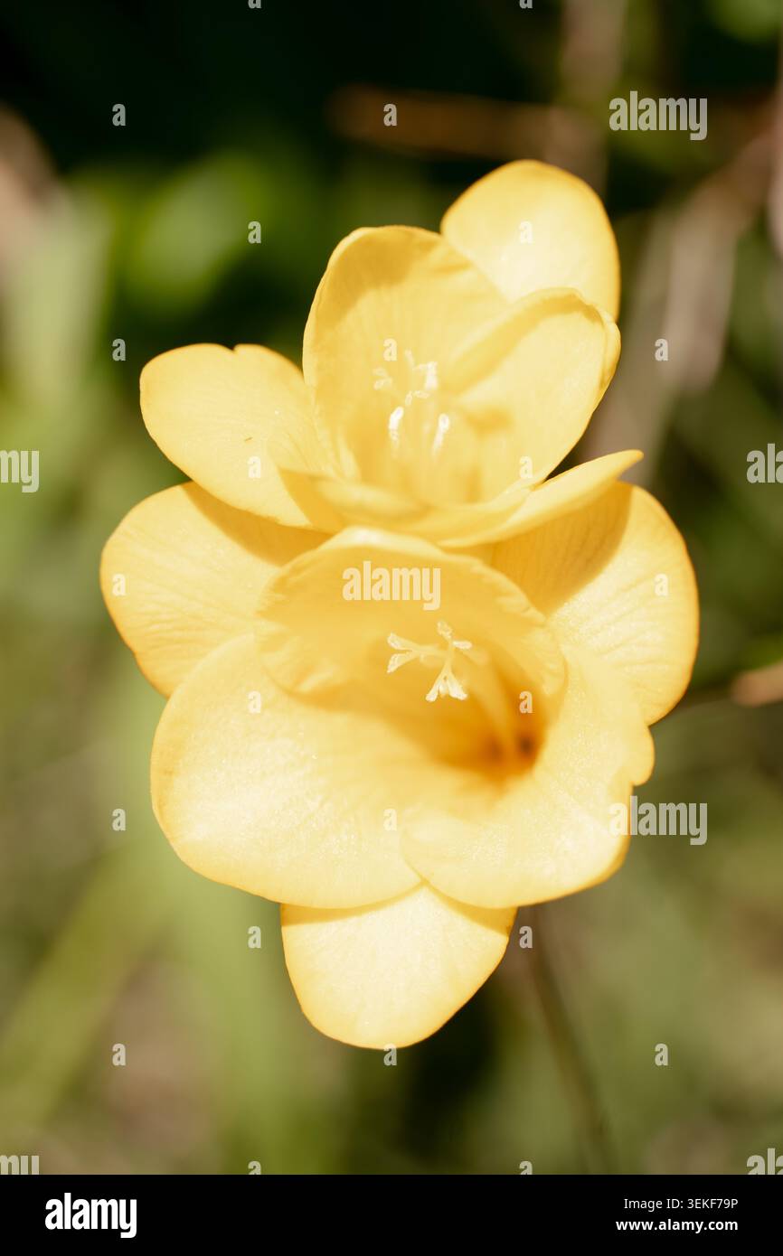 Gelbe Freesie-Blüten blühen mit weichem grünem Hintergrund und natürlichem Sonnenlicht Stockfoto