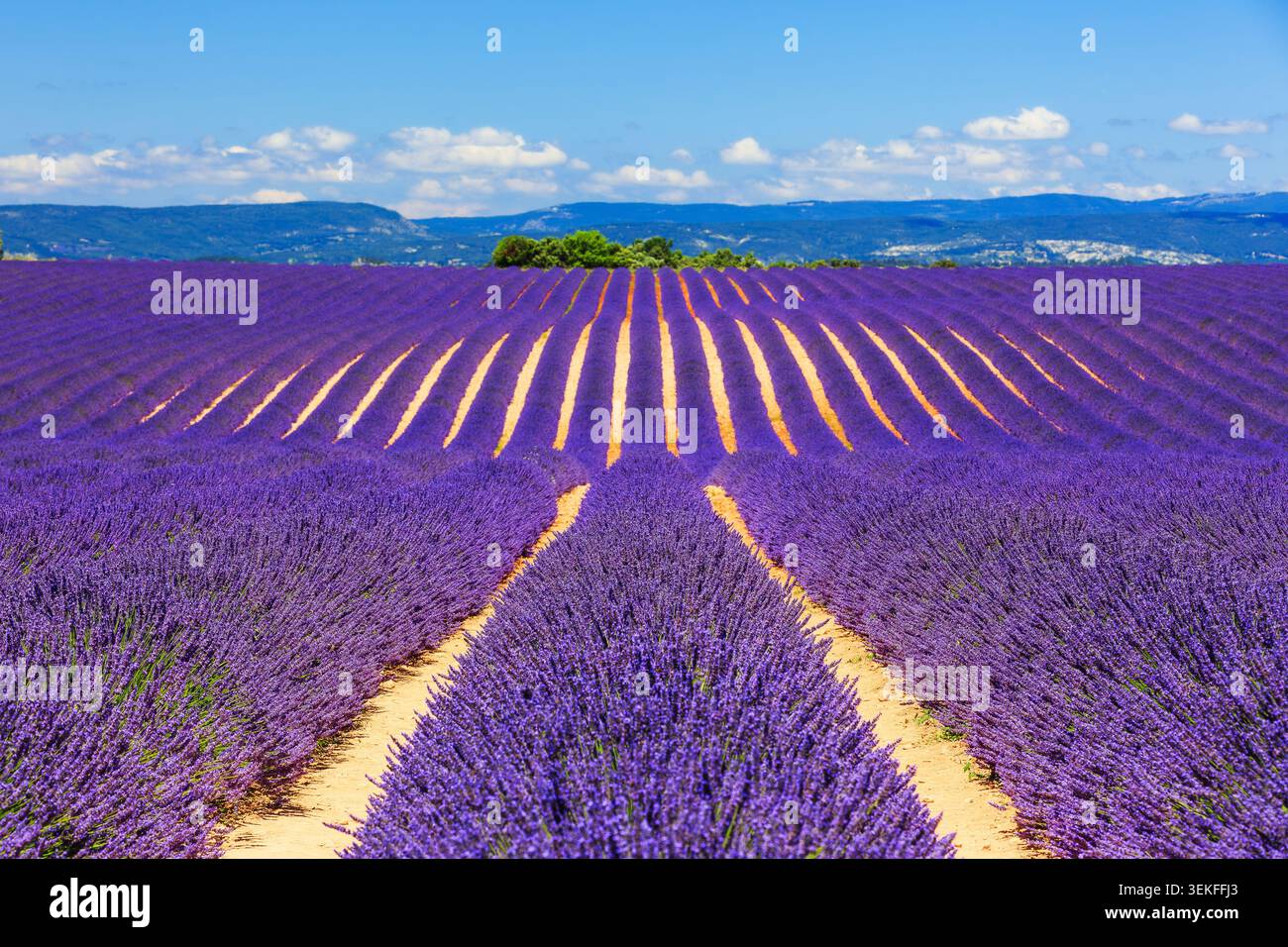 Provence, Frankreich. Lavendel Felder auf der Hochebene von Valensole. Stockfoto