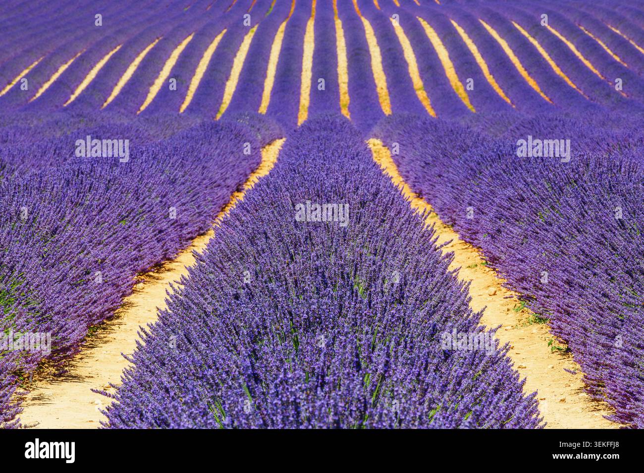 Provence, Frankreich. Lavendel Felder auf der Hochebene von Valensole. Stockfoto
