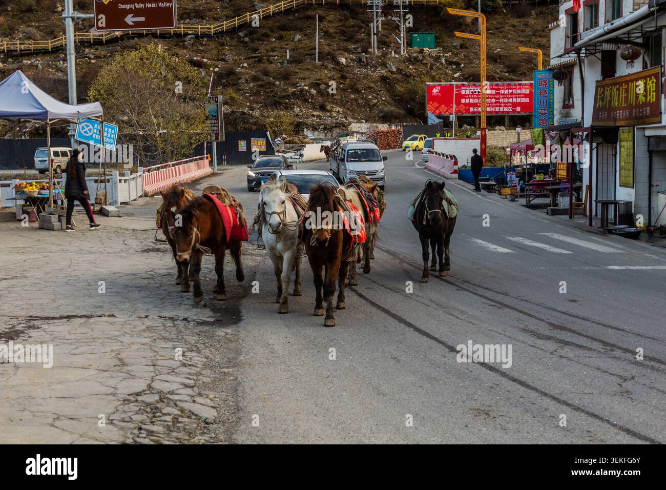 SIGUNIANGSHAN, CHINA - 2. NOVEMBER 2019: Pferdewanderung in Siguniangshan in der Provinz Sichuan, China Stockfoto
