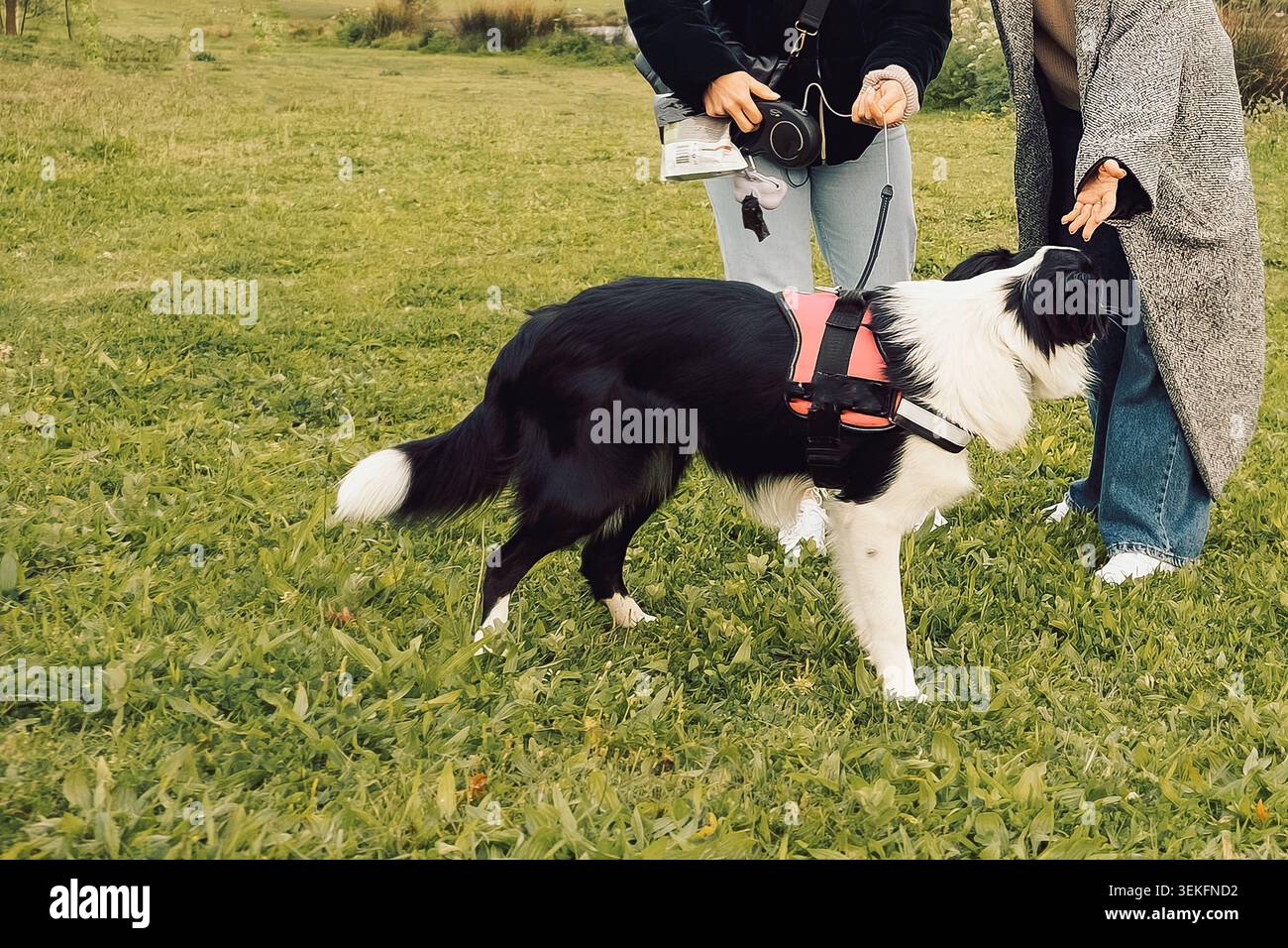 Zwei Personen interagieren tagsüber mit dem Hund in grasbewachsener Umgebung in der Nähe von Bäumen und Büschen. Zwei Leute stehen auf Gras. Eine Person wendet sich an ihr Haustier Stockfoto