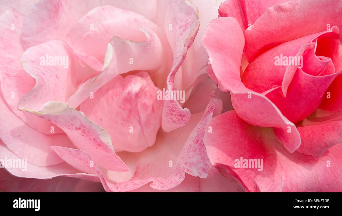 Aus nächster Nähe rosa Rosen mit zarten Blütenblättern mit komplexen Texturen und weichen Farbtönen, wunderschön angeordnet vor hellem Hintergrund Stockfoto
