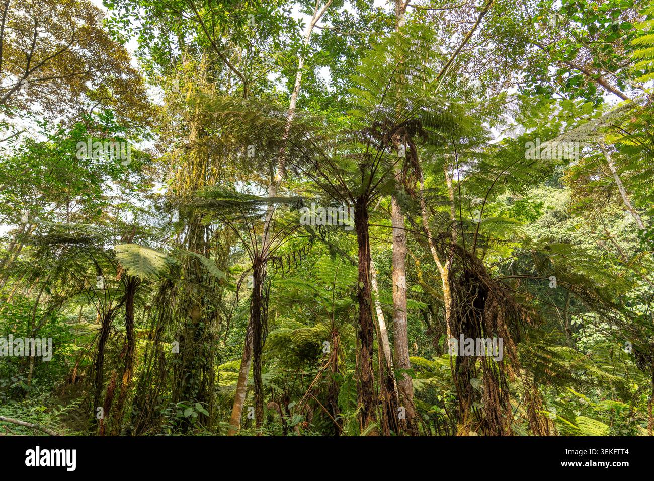 Üppig grüner, dichter Wald bedeckt sanfte Hügel und schafft eine riesige und lebendige natürliche Landschaft, die die atemberaubende Artenvielfalt von Bwindi Impenetrabl präsentiert Stockfoto