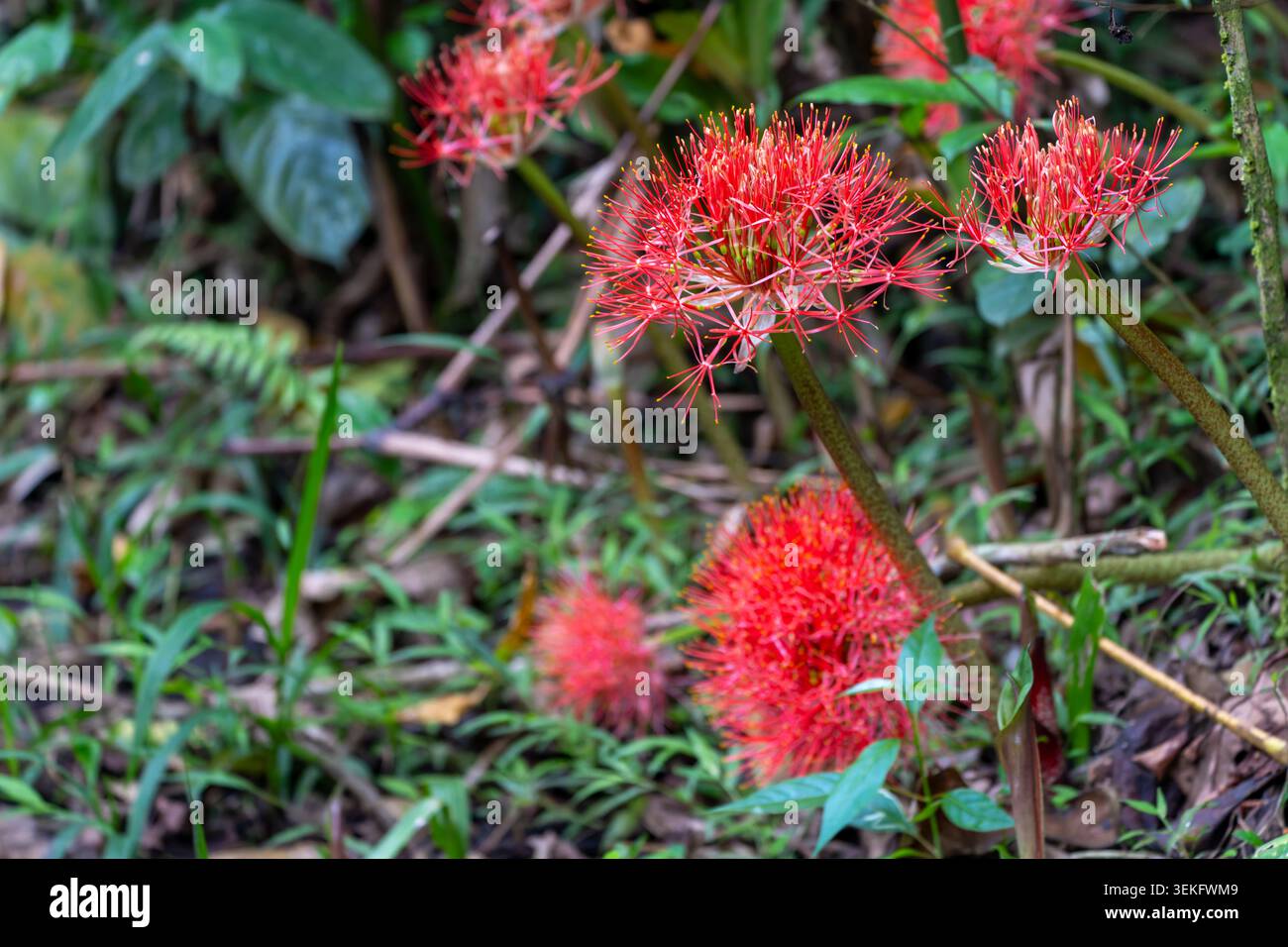 Scadoxus multiflorus Blutlilienblüten blühen in ihrem natürlichen Lebensraum und zeigen leuchtende rote Blüten und einzigartige, stachelige Blütenformen inmitten üppiger gre Stockfoto