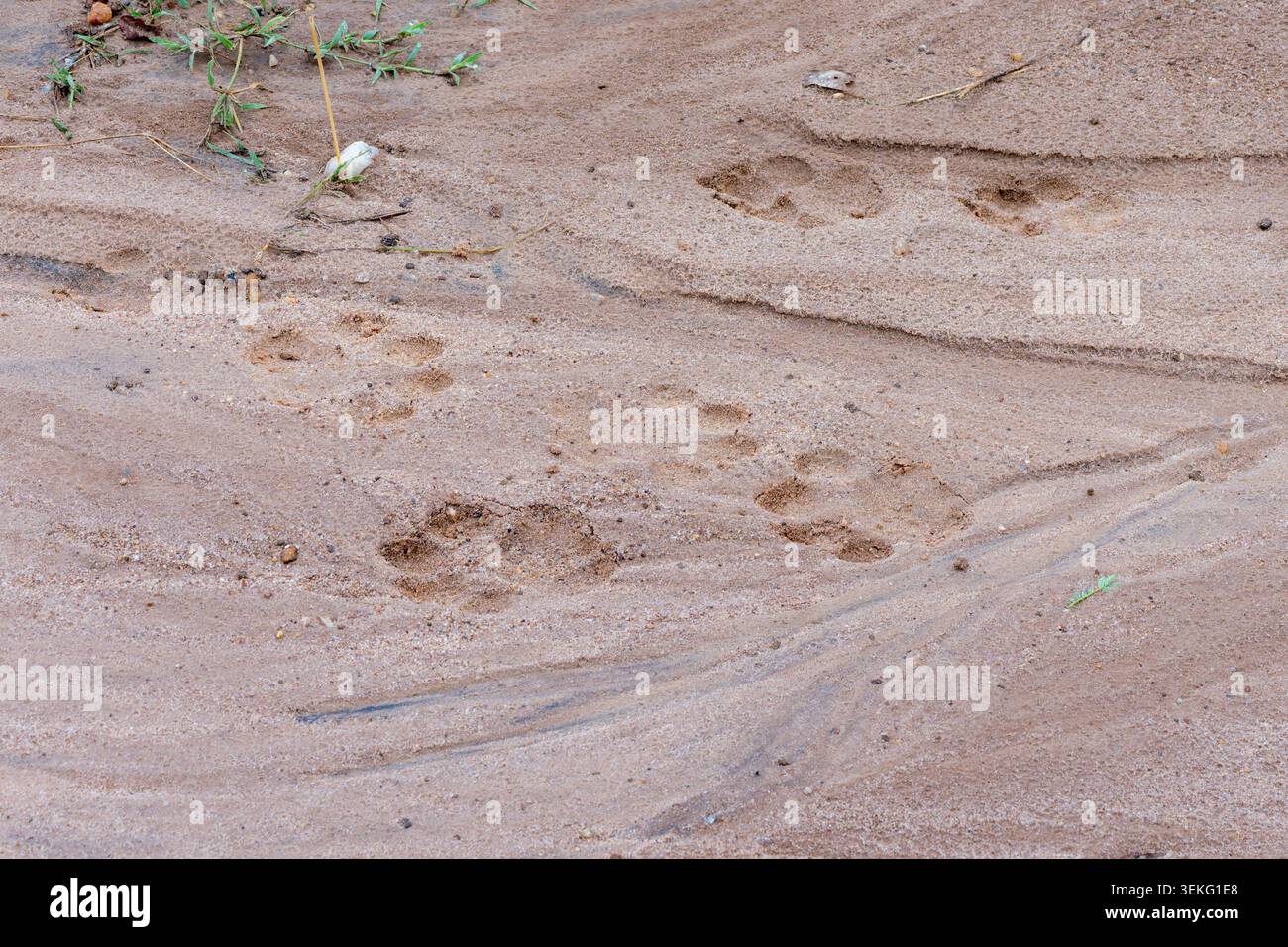 Löwenpfotenabdrücke in trockenen Sand auf einem Savannenpfad, klare Spuren, die die Bewegung einer Großkatze durch die trockene Wildnis offenbaren und an die Verfolgung und Erkundung erinnern Stockfoto