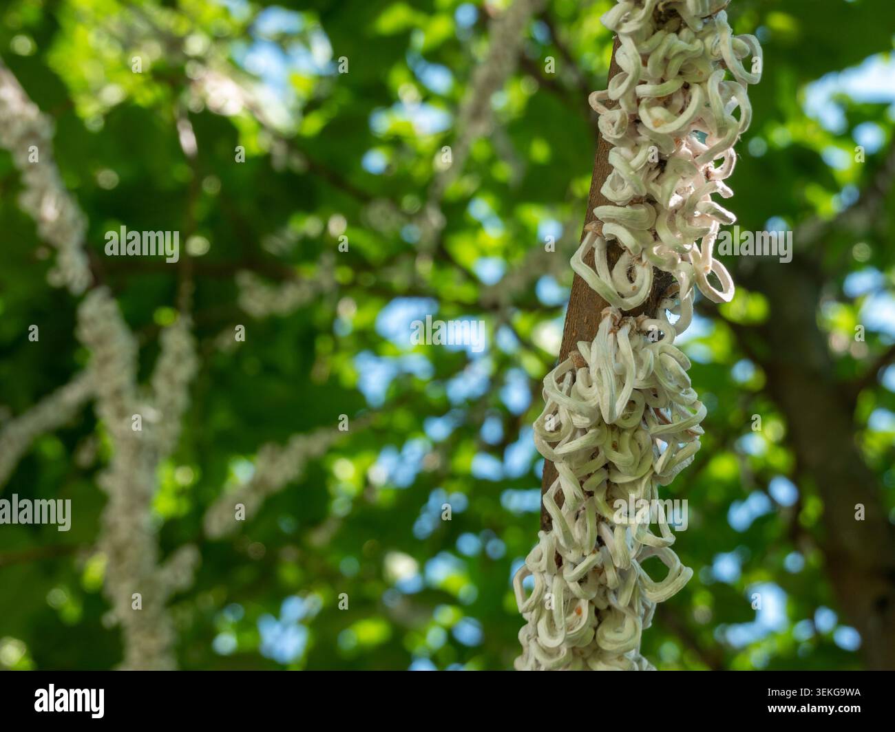 Baumwollfäden von Coccidae Insekt Takahashia Japonica auf einem Baum in Mailand, Italien Stockfoto