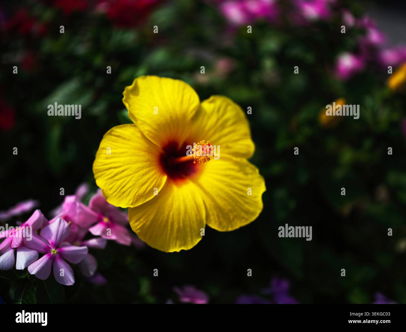 Leuchtende gelbe Hibiskusblüte in einem üppigen Garten mit rosafarbenen Periwinkeln Stockfoto
