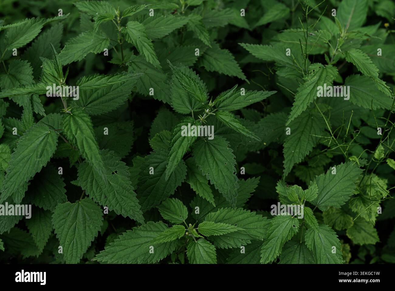 Dunkelgrüne Brennnessel hinterlässt Hintergrund. Vollformattextur von frischem Brennnessel-Laub, Bio-Naturkonzept Stockfoto