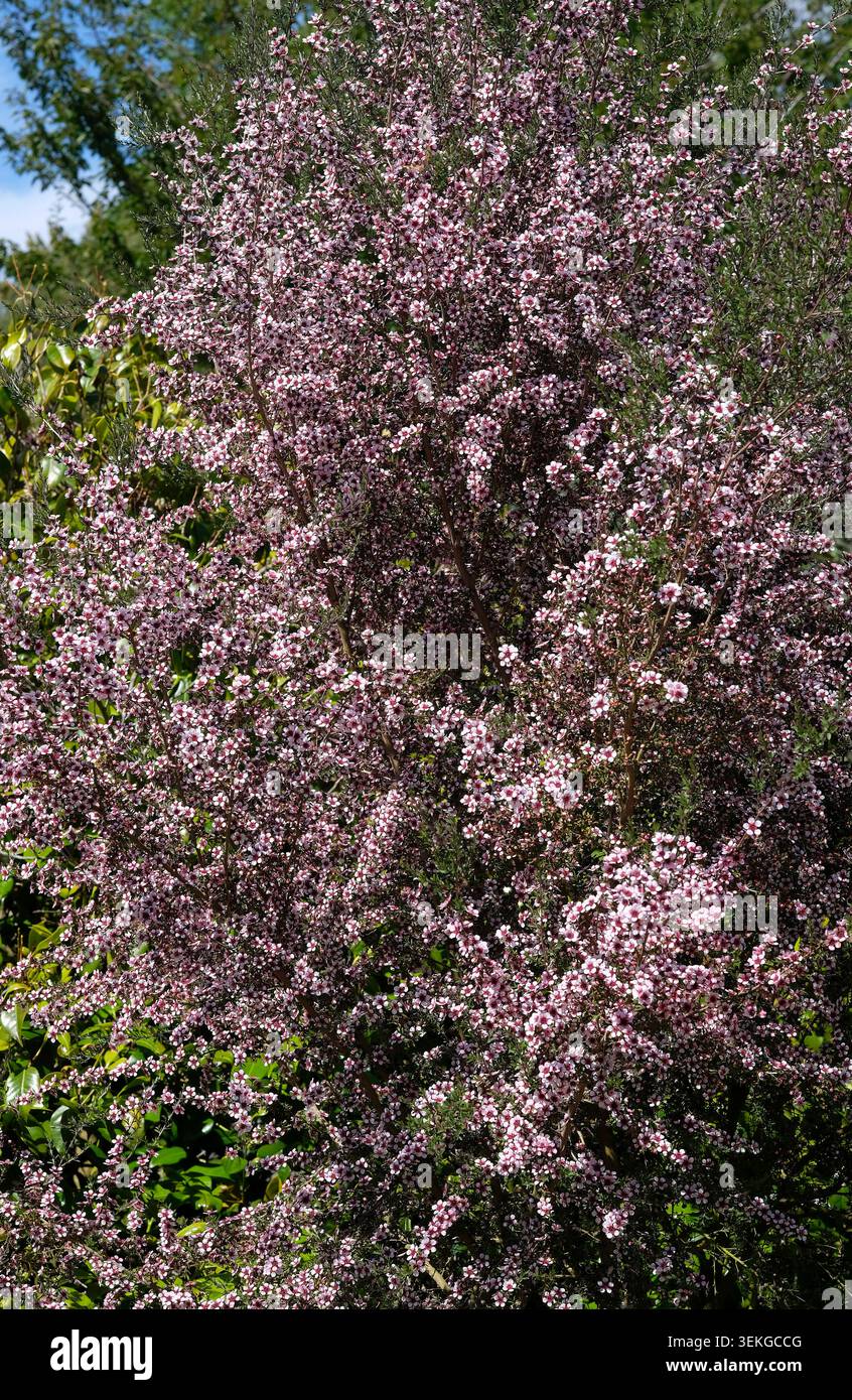 leptospermum rosa Springbrunnen in einem englischen Garten, norfolk, england Stockfoto