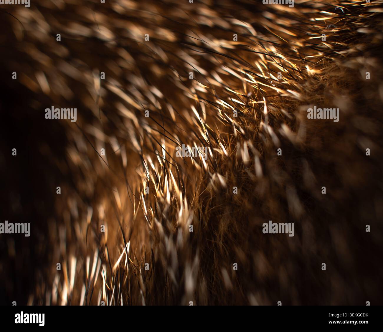 Brauner und goldener Tierfell Textur Makrohintergrund Stockfoto