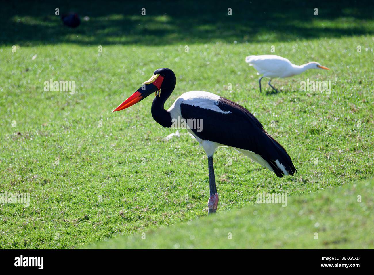 Sattelschnabelstorch steht auf grünem Gras im sonnigen Park, mit weißem Reiher im Hintergrund; Tierwelt, Natur, Outdoor-Szene mit Kopierraum. Stockfoto