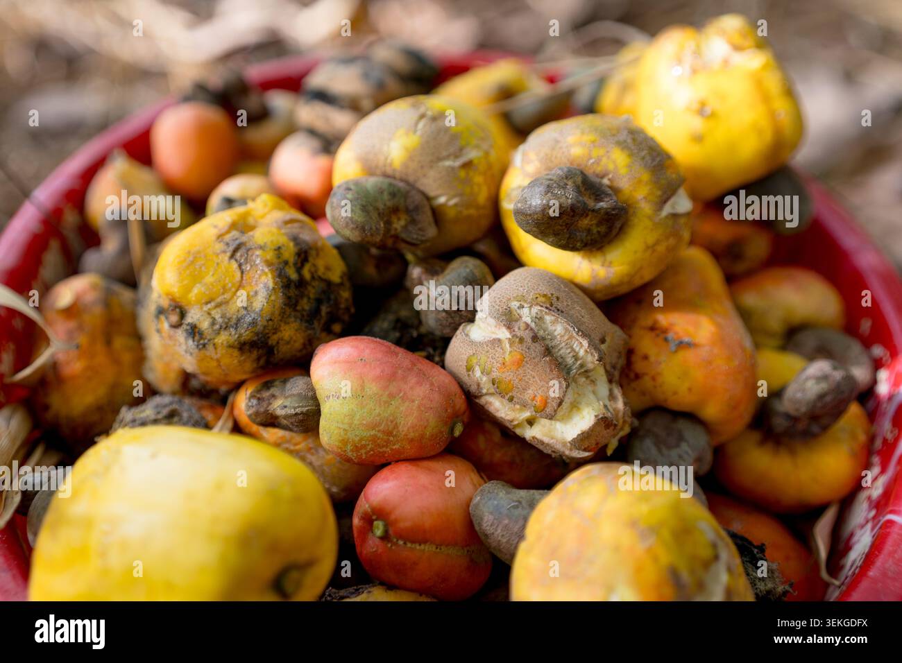 Frische und reife rote Cashewfrüchte auf dem Baum auf dem landwirtschaftlichen Bauernhof in der Natur Stockfoto