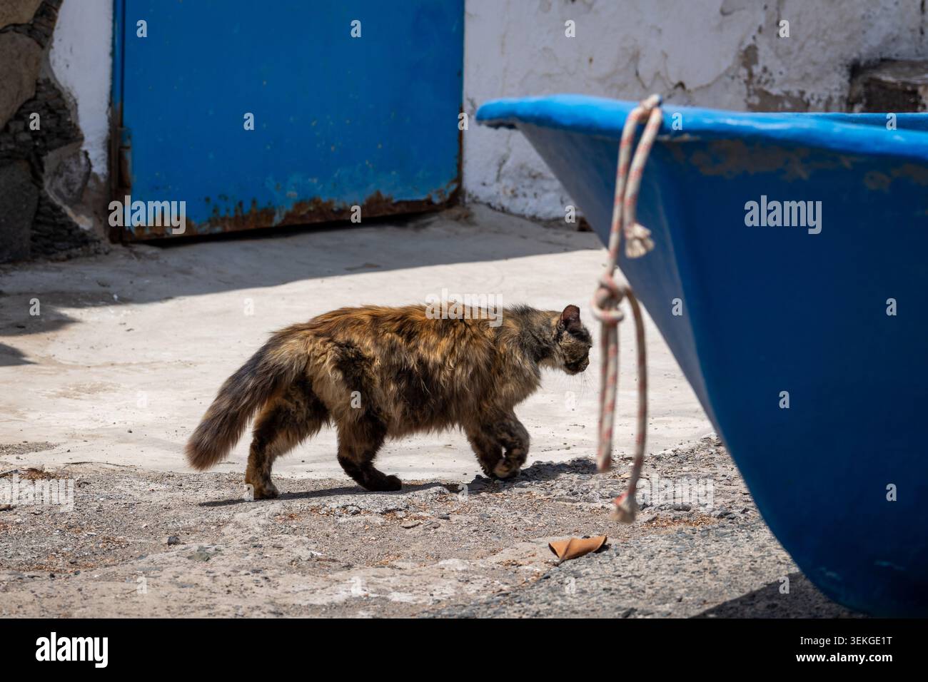 Streunende Katze auf der Straße in El Pajar Gran Canaria Spanien Stockfoto