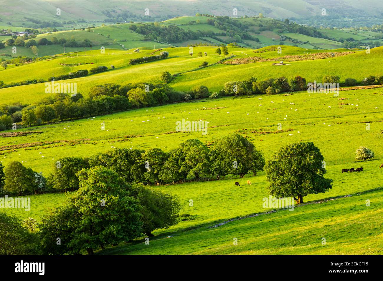 Frühlingsvormittag auf den Shropshire Hills bei Stiperstones. Stockfoto