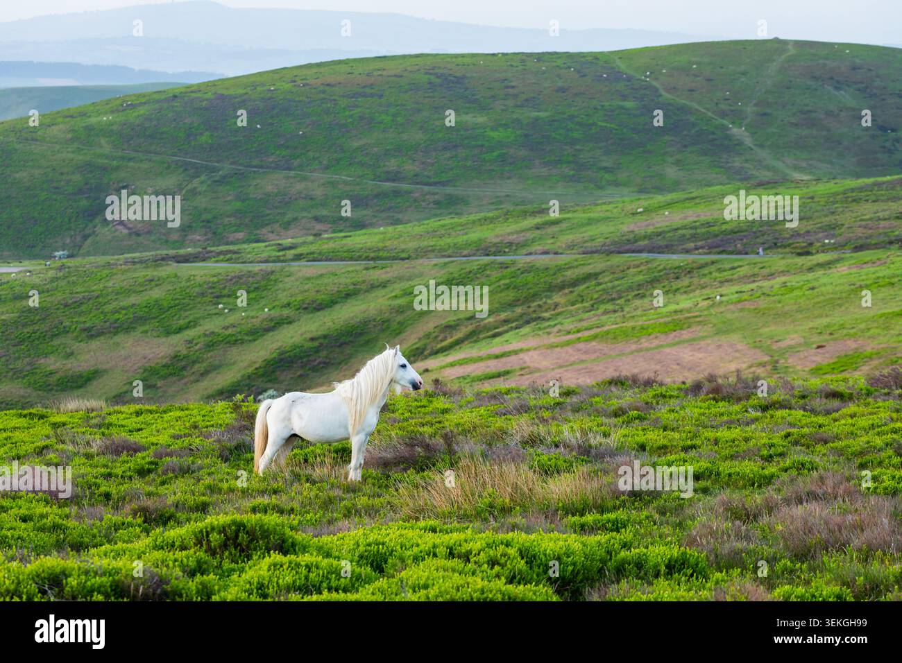 Longmynd-Pony in den Shropshire Hills nahe Church Stretton. Stockfoto