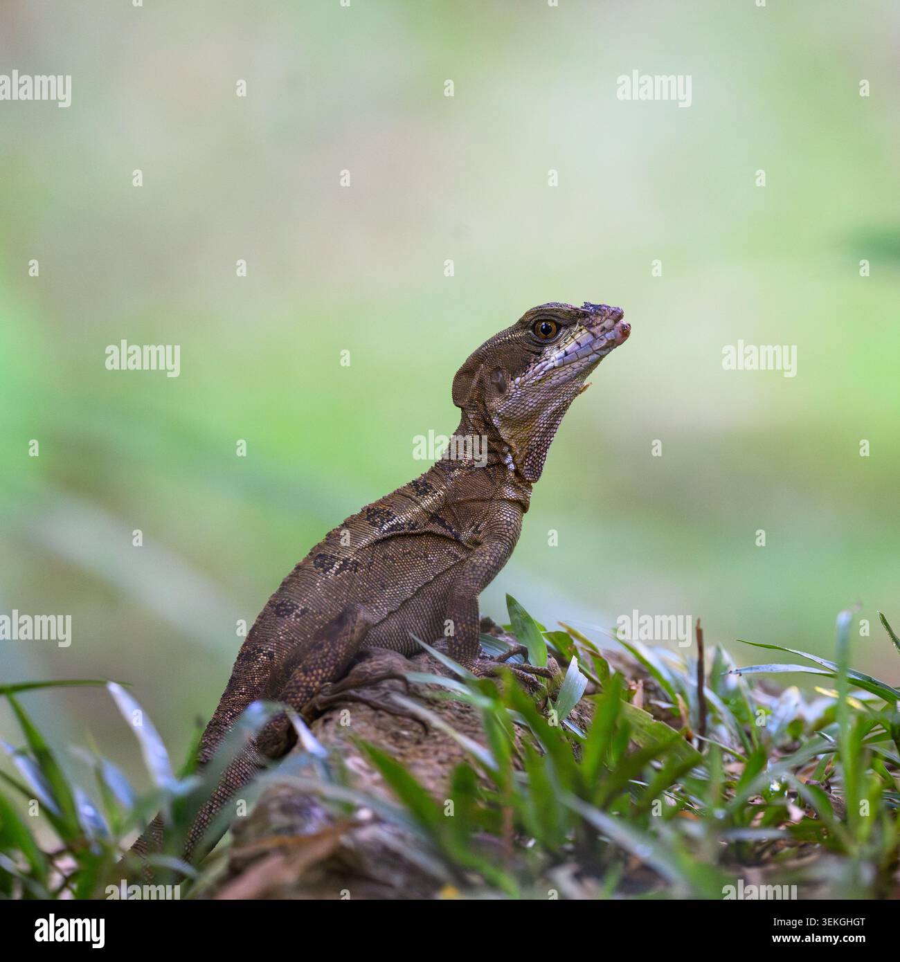 Ein gemeiner Basilisk (Basiliscus basiliscus), auch bekannt als Jesus Christus-Echse, weil er auf Wasser laufen kann, in Costa Rica. Stockfoto