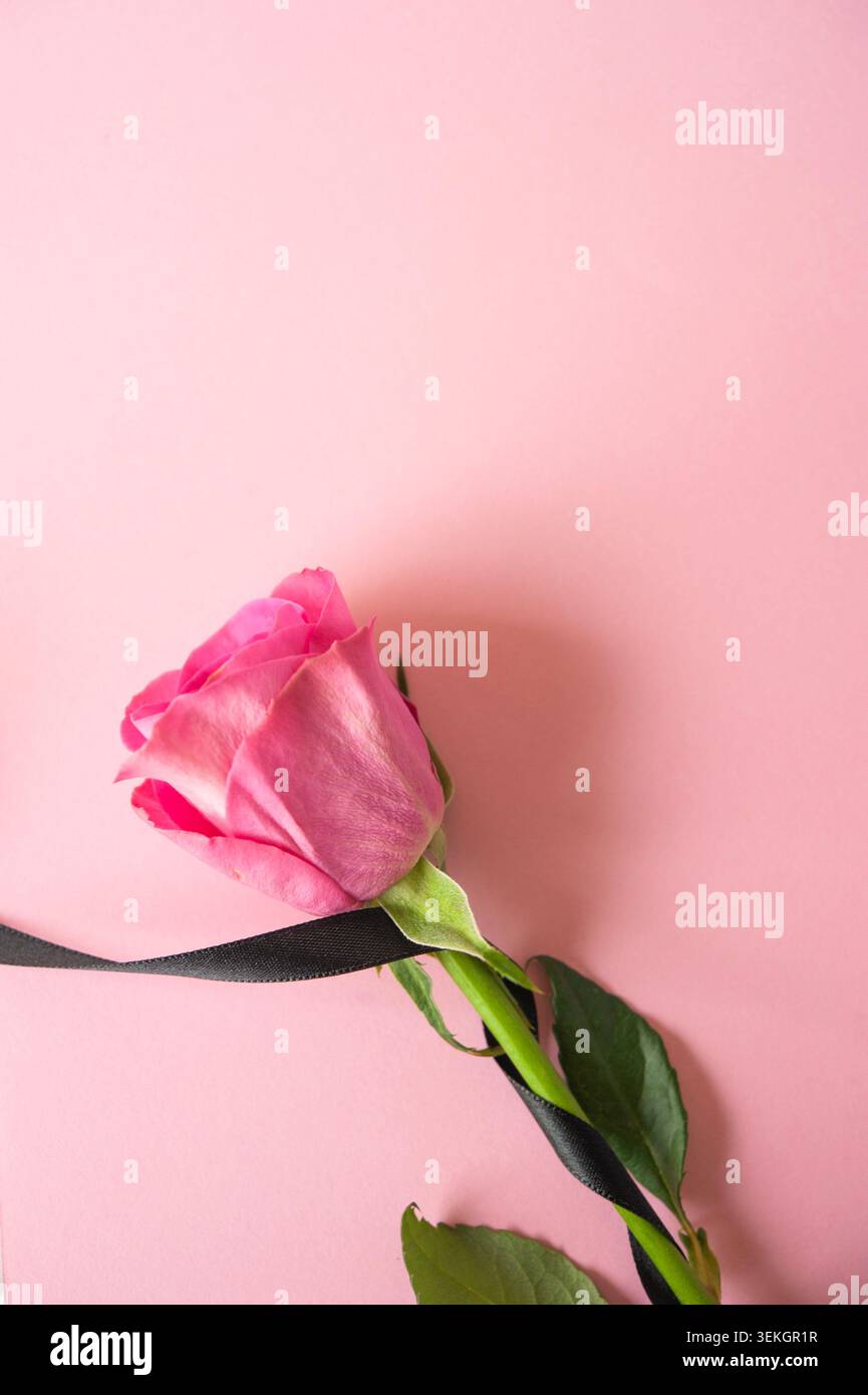 Rosa Rose gebunden mit schwarzem Band auf pastellrosa Hintergrund, romantisches Stillleben mit Kopierraum Stockfoto