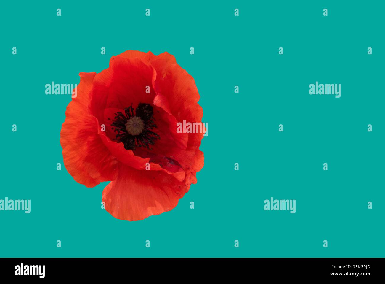 Eine Mohnblume besticht durch ihre leuchtend roten Blüten vor einem schlichten türkisfarbenen Hintergrund. Die Blume zeigt komplizierte Details in Form und Mitte Stockfoto