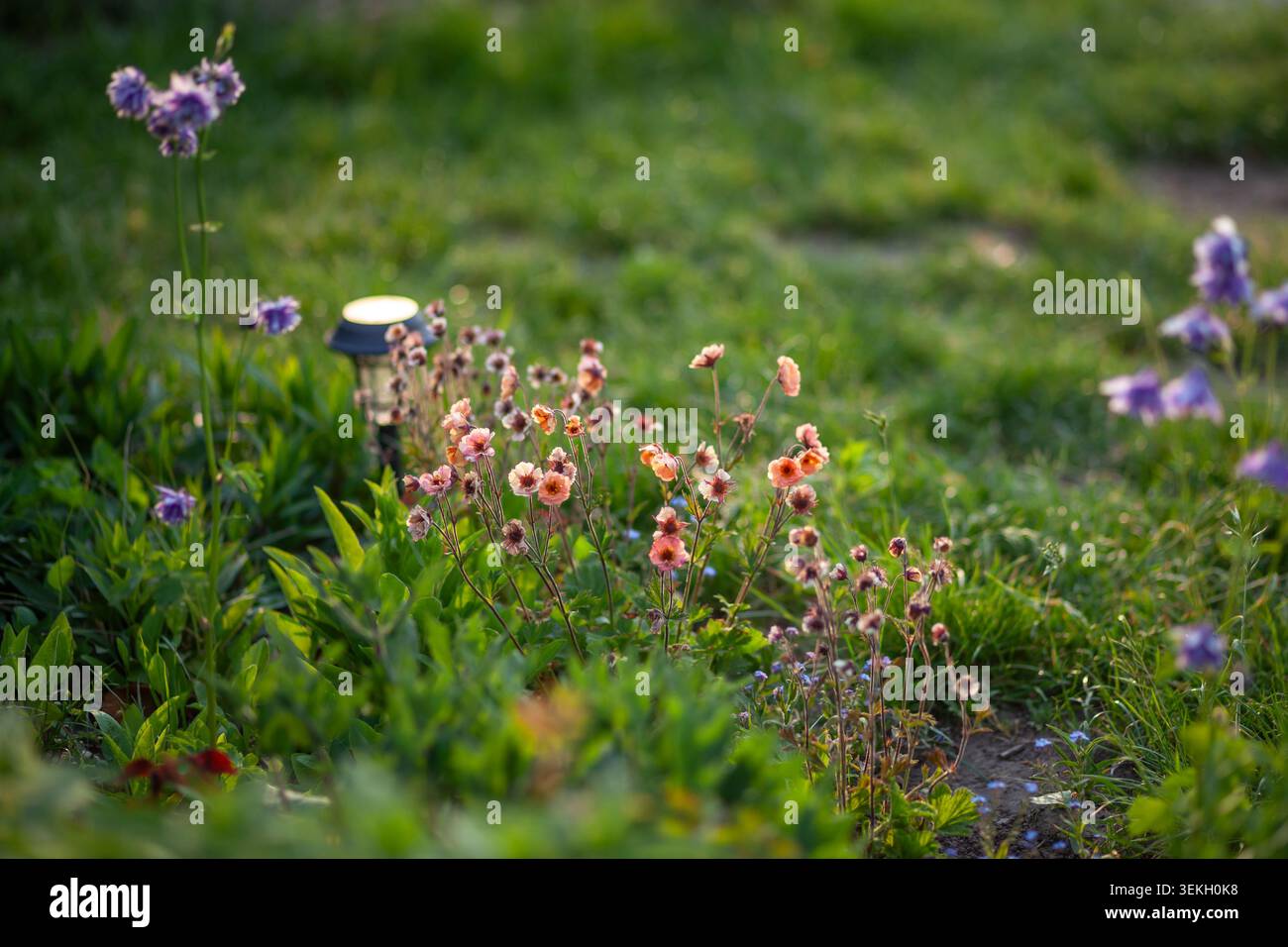 Geum Mai Tai blüht im Frühlingsgarten bei Sonnenuntergang. Orangene kleine Blüten wachsen in Gruppe durch Aquilegien und solarbetriebene Pfosten Stockfoto