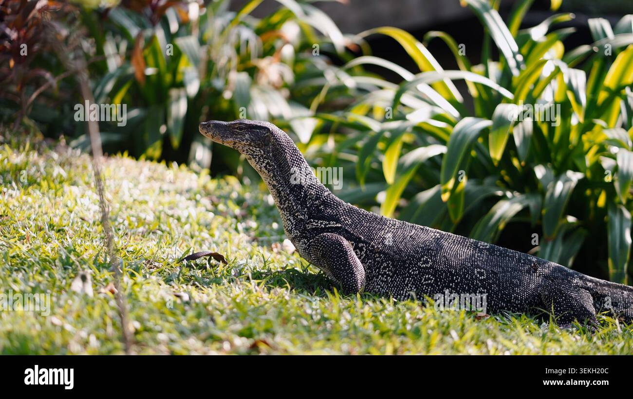 Asiatischer Wassermonitor Eidechse, die auf Gras im Park mit grünen Pflanzen läuft Stockfoto