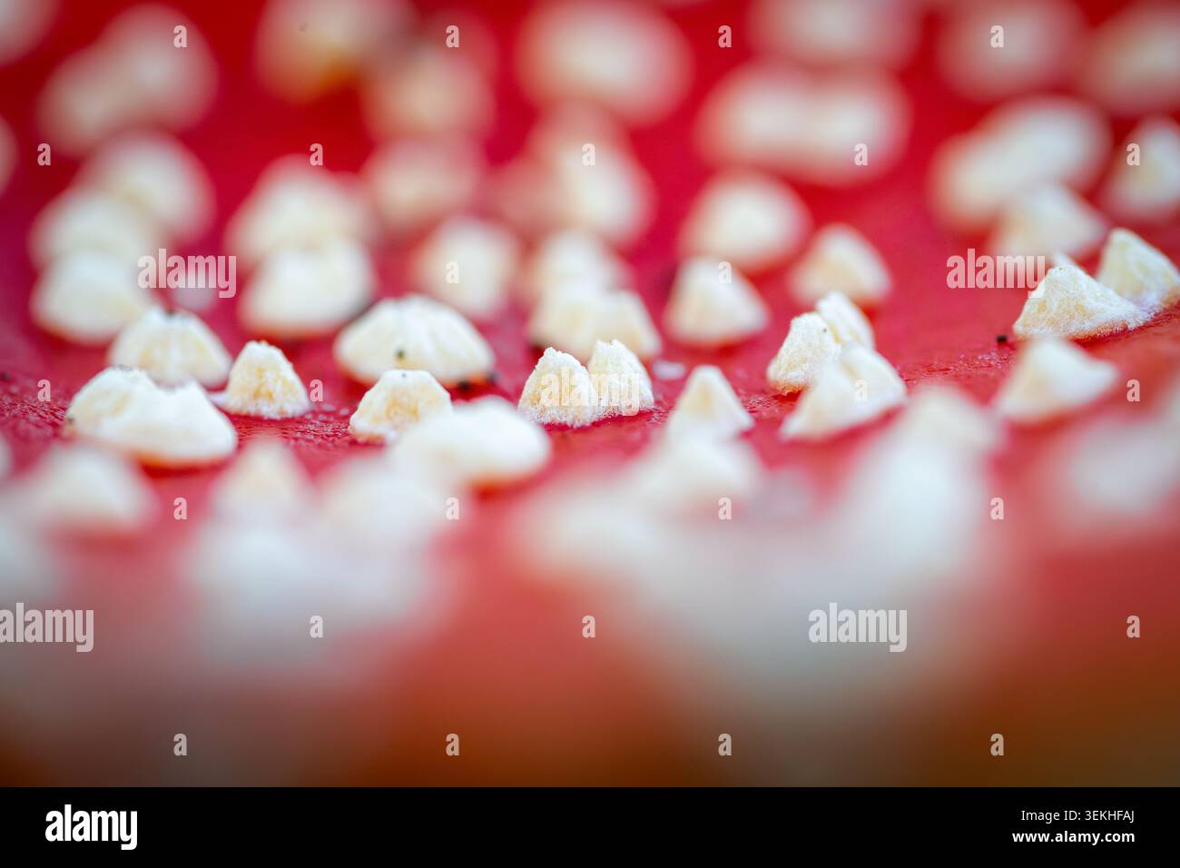 Makroaufnahme einer leuchtend roten Amanita Muscaria Pilzmütze mit zahlreichen weißen Warzen und weichem Hintergrund. Stockfoto