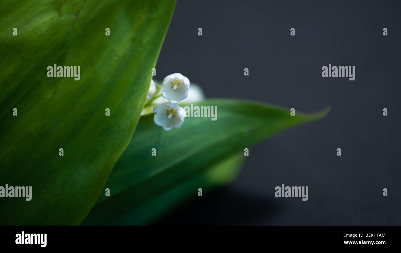 Lily of the Valley blüht versteckt zwischen grünen Blättern im Hintergrund der Natur des Makrofrühlings Stockfoto