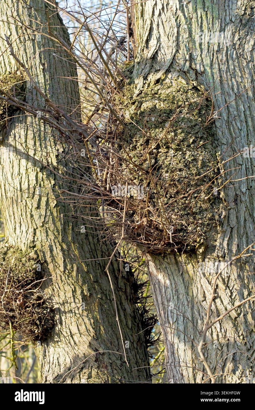 Nahaufnahme eines großen Grads, der auf einer Wych-Ulme (ulmus glabra) wächst, eine Abwehrreaktion auf körperliche Schäden, Krankheiten oder Umweltbelastung. Stockfoto