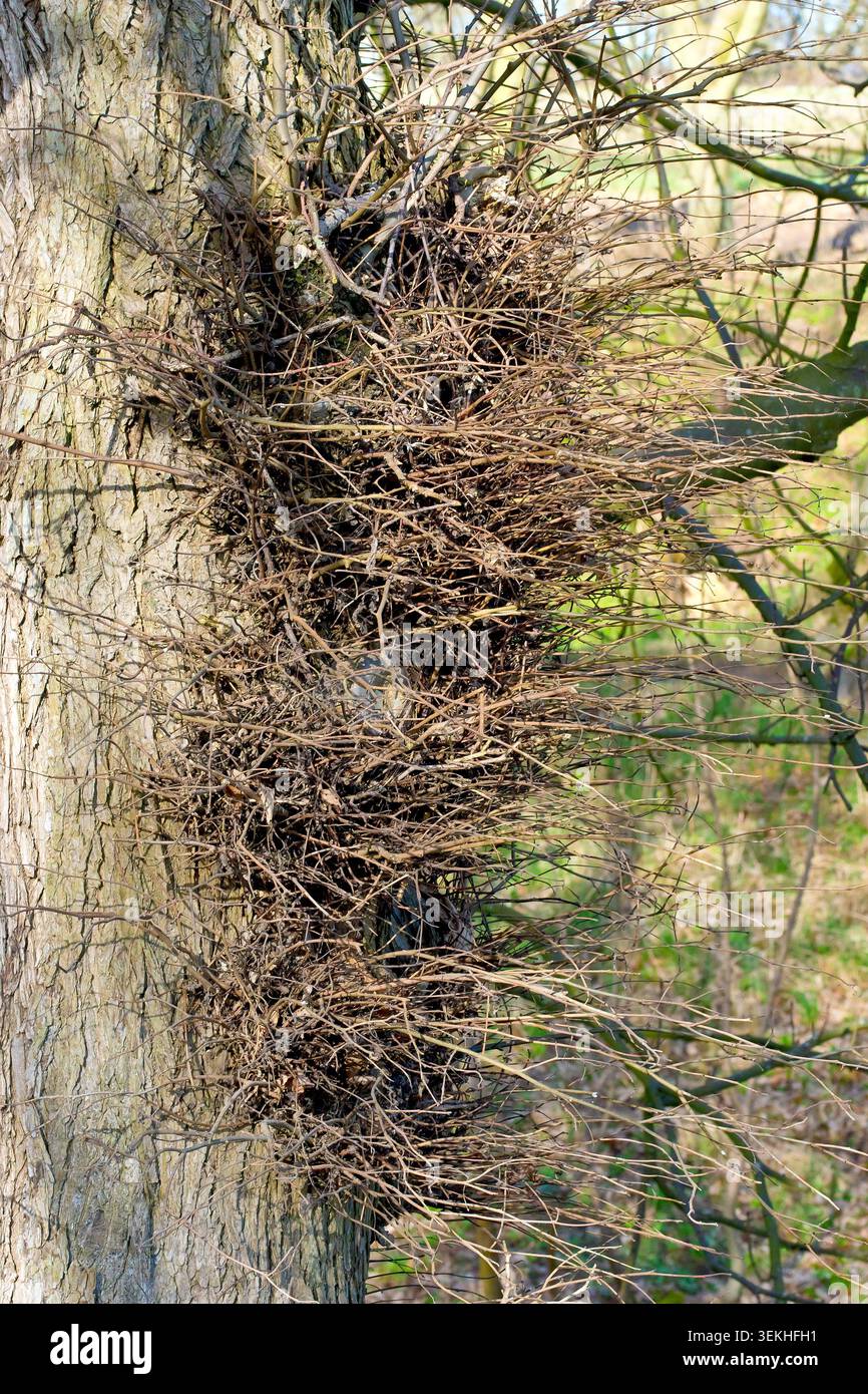 Nahaufnahme eines großen Grads, der auf einer Wych-Ulme (ulmus glabra) wächst, eine Abwehrreaktion auf körperliche Schäden, Krankheiten oder Umweltbelastung. Stockfoto