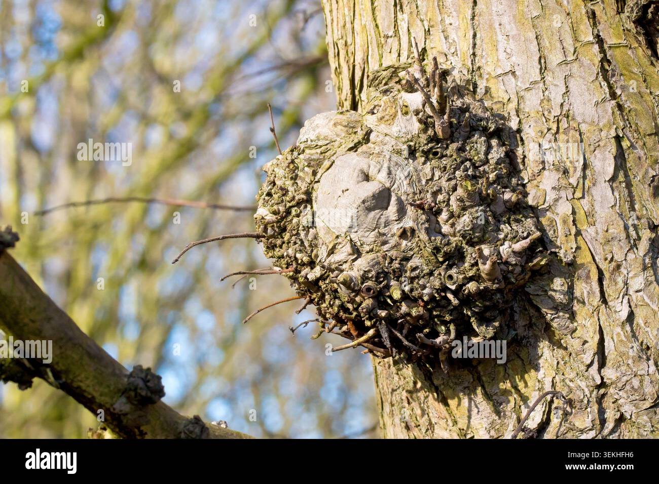 Nahaufnahme eines kleinen Grads, der auf einem ulmus glabra-Baum wächst, eine Reaktion auf den physischen Schaden, den der Verlust eines Zweiges verursacht. Stockfoto