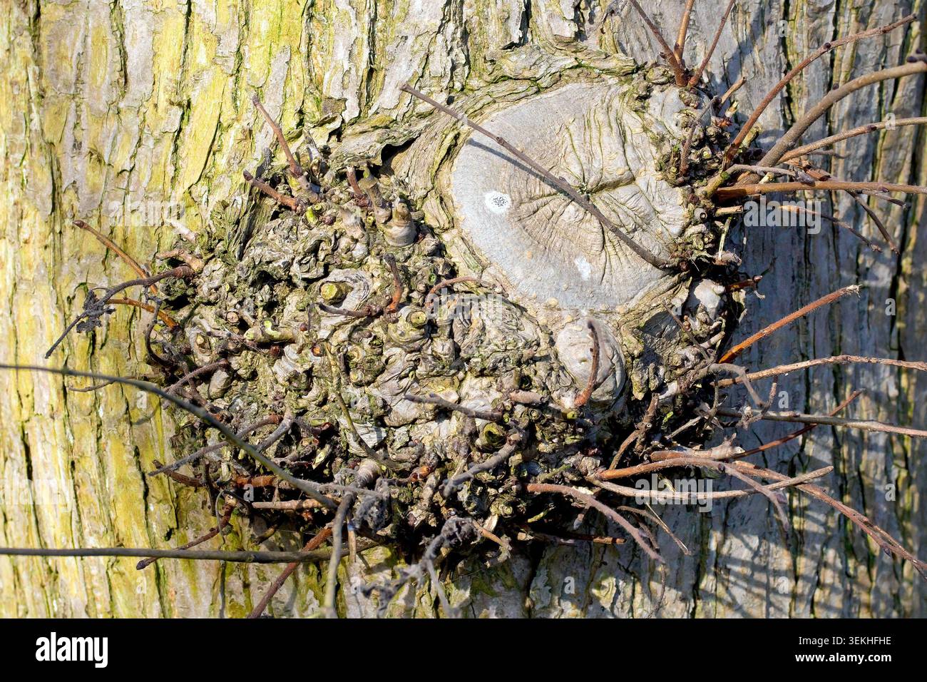 Nahaufnahme eines kleinen Grads, der auf einem ulmus glabra-Baum wächst, eine Reaktion auf den physischen Schaden, den der Verlust eines Zweiges verursacht. Stockfoto