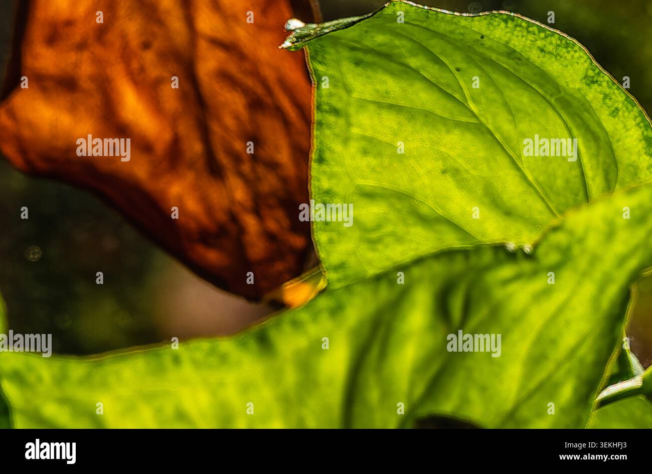 Eine Nahaufnahme der orangefarbenen und grünen Pflanzenblätter im Innenbereich Stockfoto