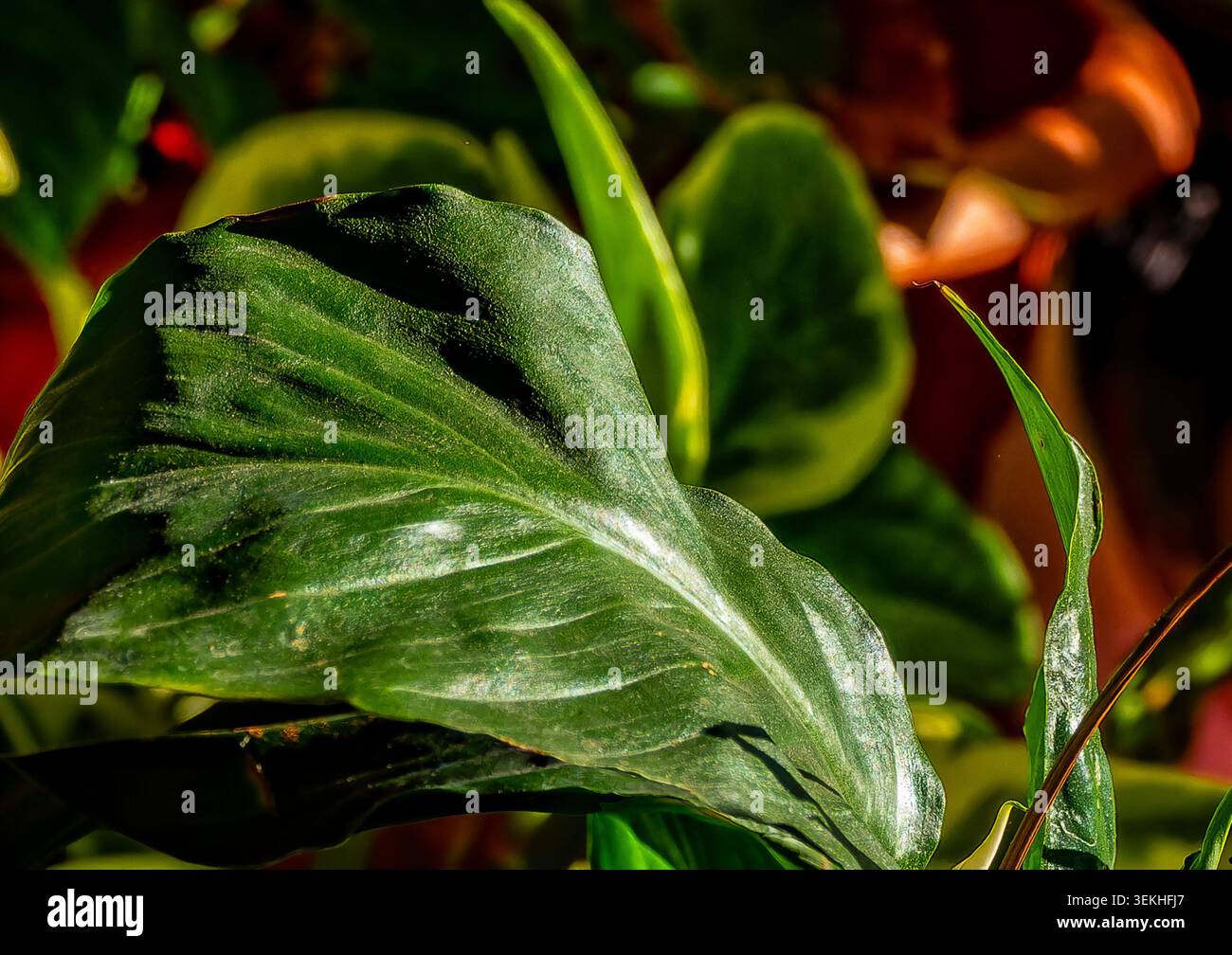 Eine Nahaufnahme der orangefarbenen und grünen Pflanzenblätter im Innenbereich Stockfoto