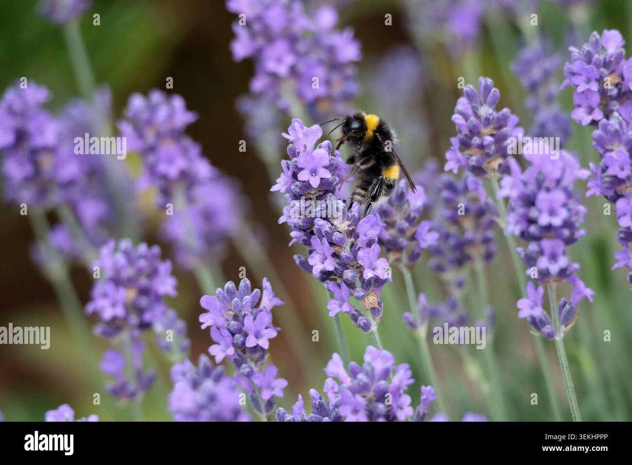 Eine Biene, die sich an einer Lavendelblume ernährt Stockfoto