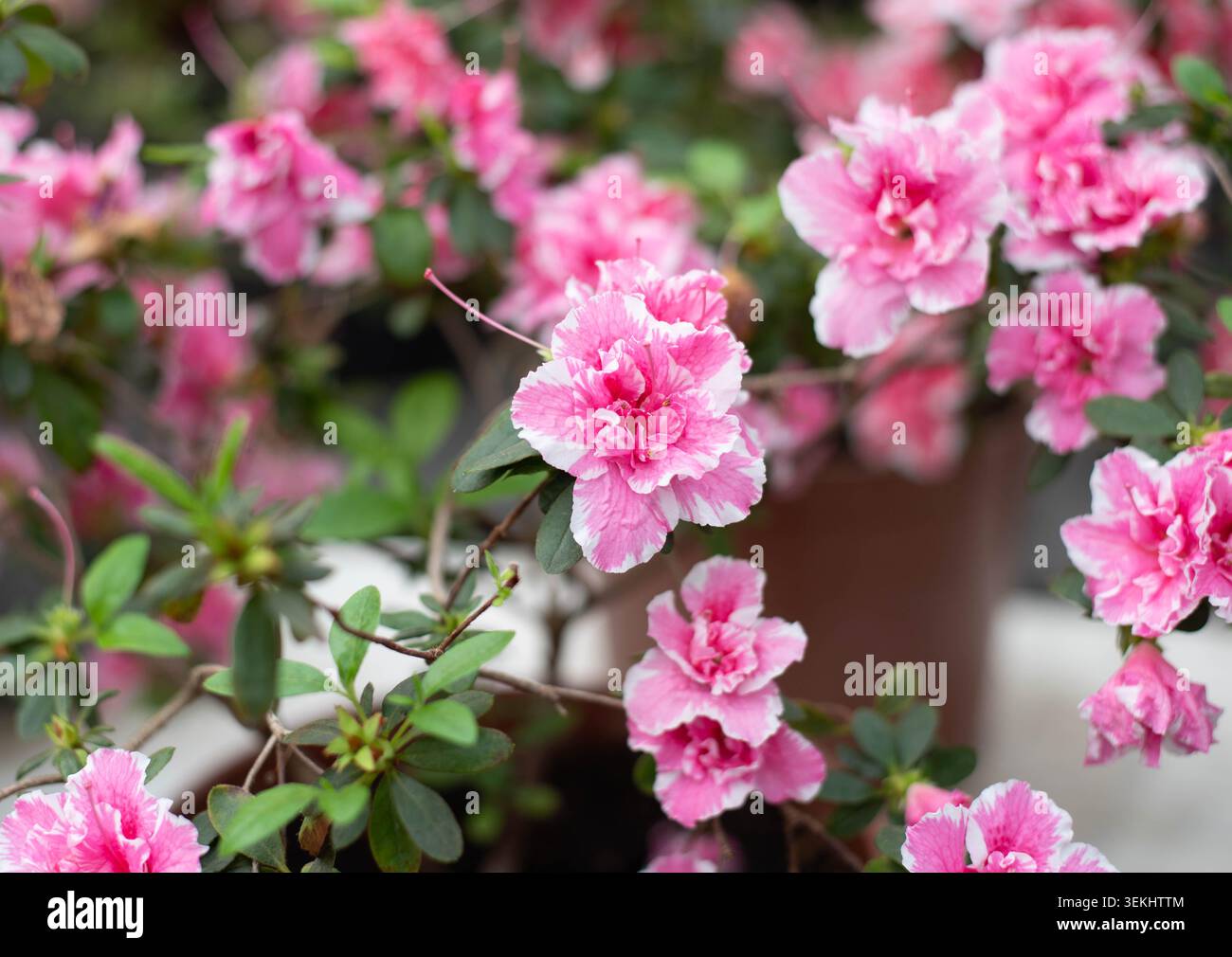 Zarte weiß-rosa Azaleen blühen im Frühling in einem botanischen Garten. Hintergrund Stockfoto