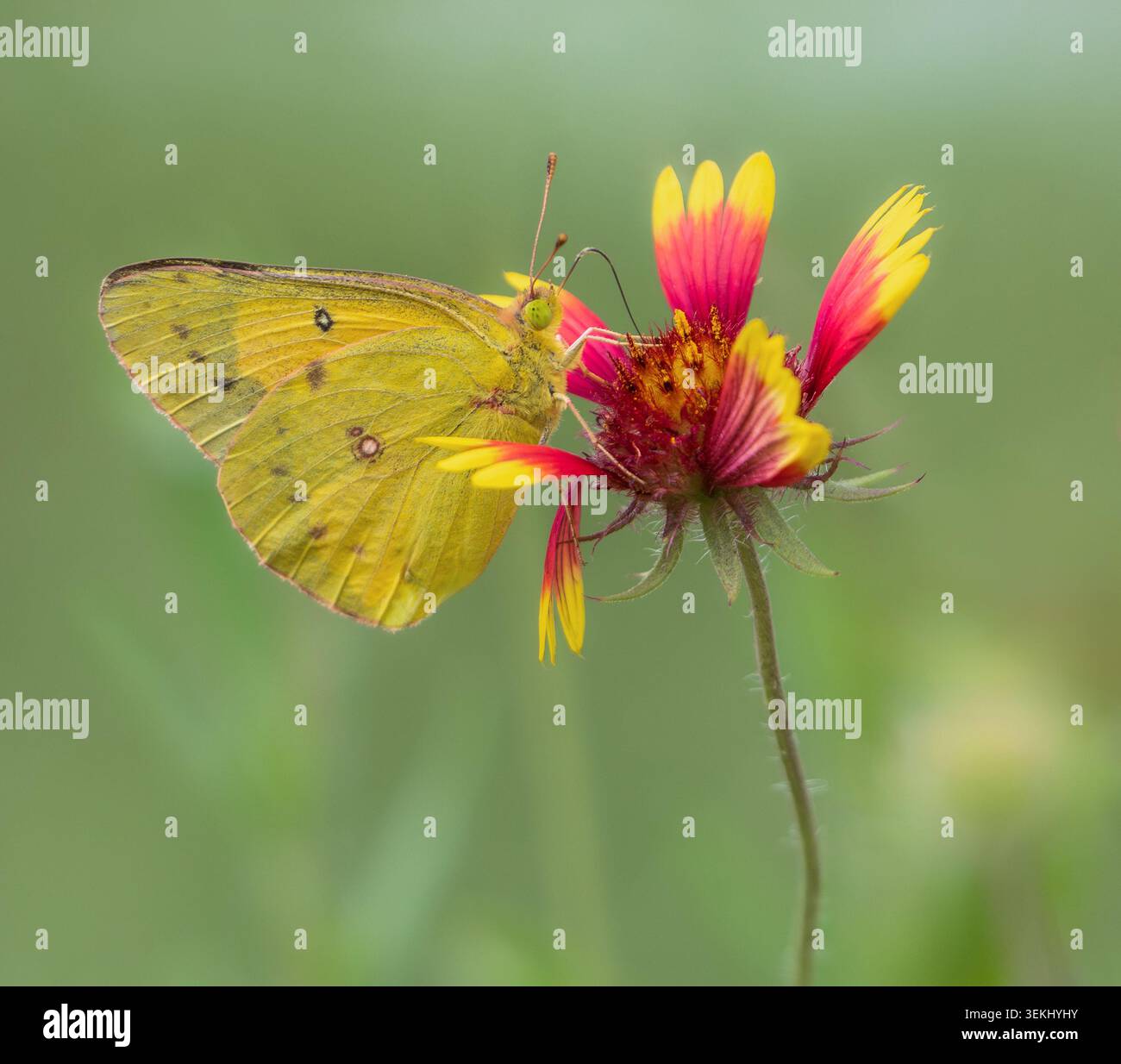 Orangenschwefel (Colias eurytheme) Schmetterling, der sich von bunten Indischen Blanket (Gaillardia pulchella) Wildblume ernährt. Natürlicher grüner Hintergrund. Stockfoto