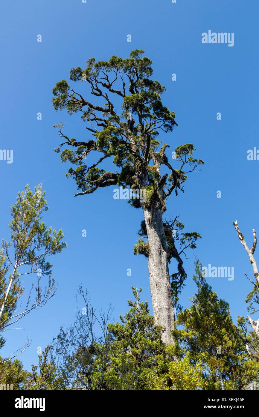 Kahikatea-Baum (Dacrycarpus dacrydioides) Kahikatea-Sumpfwald-Spaziergang am Ship Creek, Haast, West Coast Region, Neuseeland Stockfoto