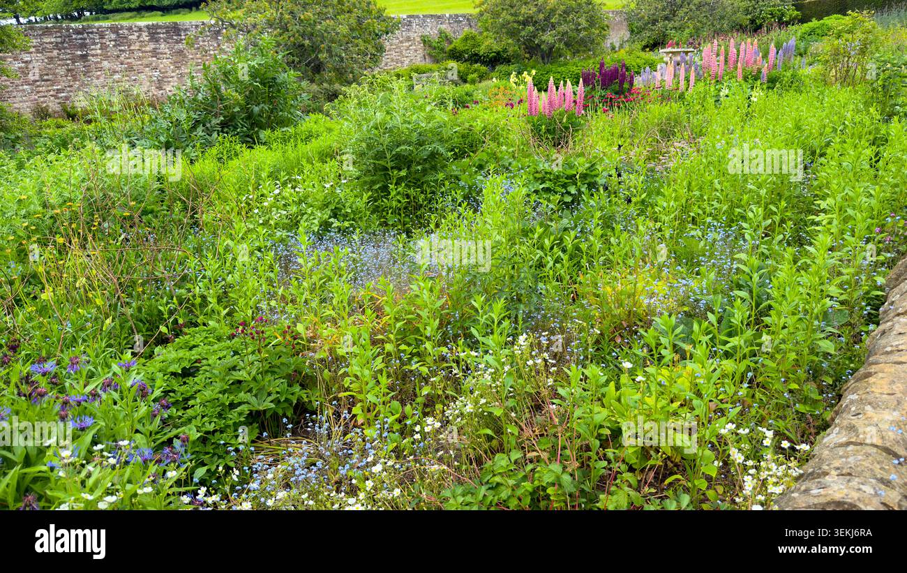 wallington Hall ummauerter Garten northumberland üppiger englischer Landhausgarten gefüllt mit bunten Lupinen und Wildblumen, die an einer Steinmauer blühen Stockfoto